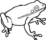 Frog freehand drawings