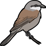 Red Backed Shrike freehand drawings